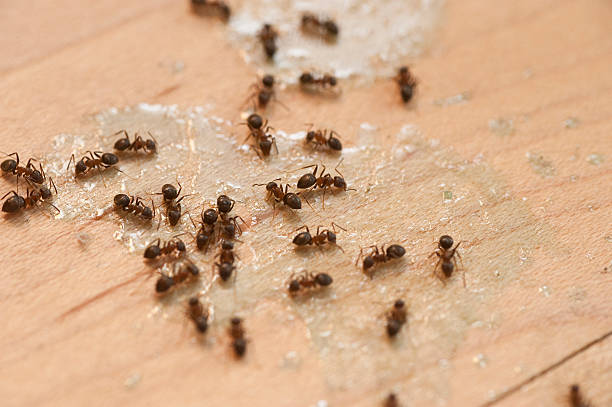 Best Cockroach Control Services  in Stewartville, AL