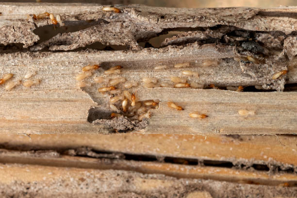 Best Wasp Removal Services  in Stewartville, AL